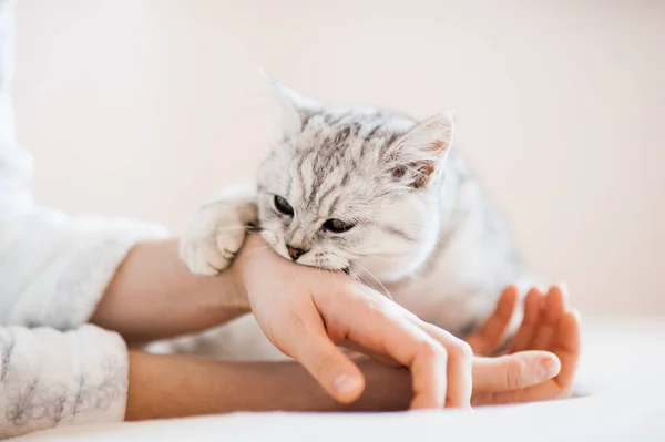 Gatito Escocés Las Manos Una Niña Gato Gris Divertido — Foto de Stock