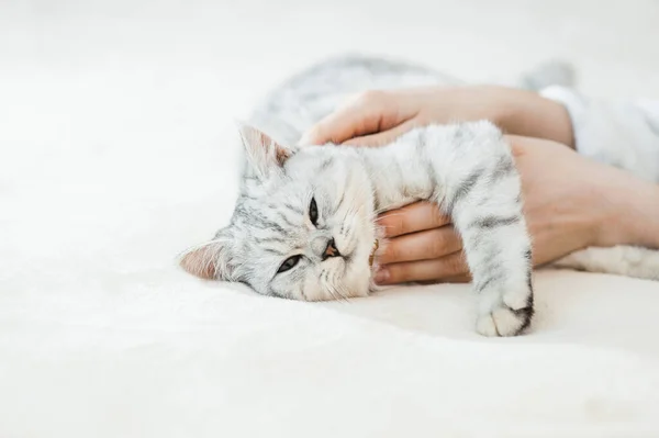 Scottish Kitten Hands Girl Funny Gray Cat — Stock Photo, Image