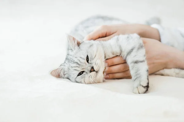 Gatinho Escocês Nas Mãos Uma Menina Gato Cinza Engraçado — Fotografia de Stock