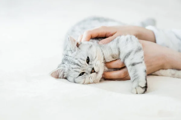 Schots Katje Handen Van Een Meisje Grappig Grijs Katje — Stockfoto