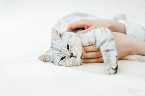 Gatito Escocés Las Manos Una Niña Gato Gris Divertido — Foto de Stock