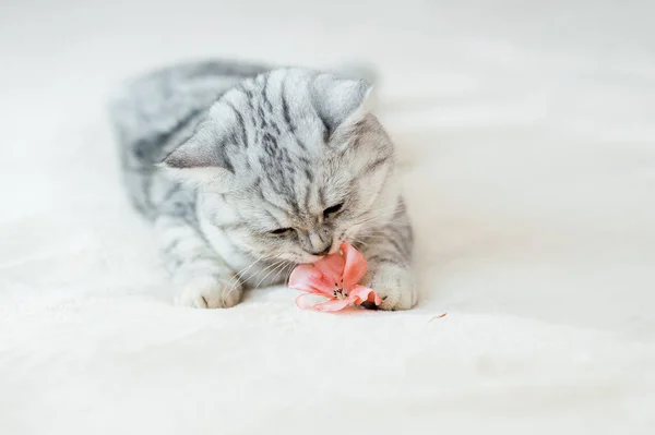 Scottish Kitten Funny Gray Cat — Zdjęcie stockowe