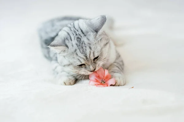 Scottish Kitten Funny Gray Cat — Fotografia de Stock