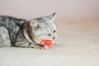 Beautiful cat lying on the couch.Scottish kitten.