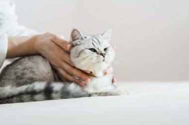 Bir kızın elinde İskoç kedisi. Komik gri kedi..