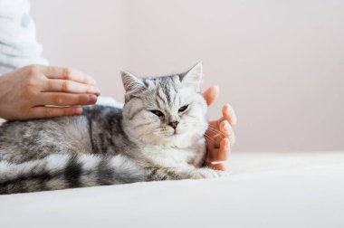 Bir kızın elinde İskoç kedisi. Komik gri kedi..