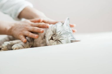 Bir kızın elinde İskoç kedisi. Komik gri kedi..