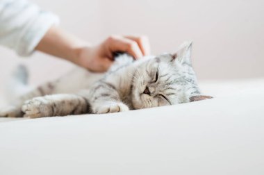 Bir kızın elinde İskoç kedisi. Komik gri kedi..