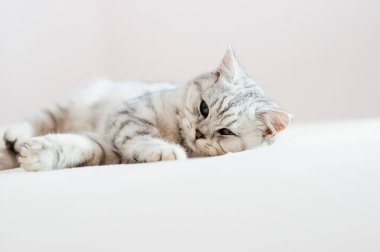 Beautiful cat lying on the couch.Scottish kitten.