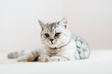 Beautiful cat lying on the couch.Scottish kitten.