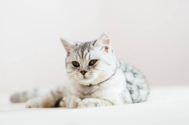 Beautiful cat lying on the couch.Scottish kitten.