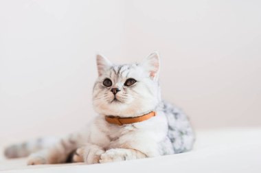 Beautiful cat lying on the couch.Scottish kitten.