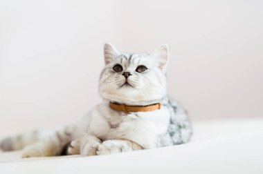 Beautiful cat lying on the couch.Scottish kitten.