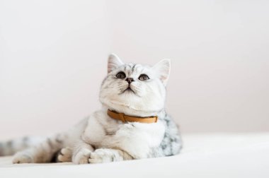 Beautiful cat lying on the couch.Scottish kitten.