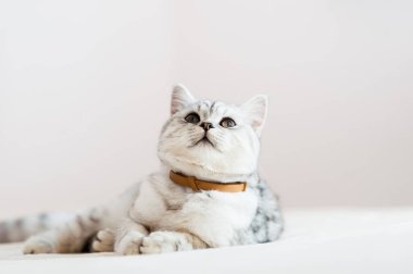 Beautiful cat lying on the couch.Scottish kitten.