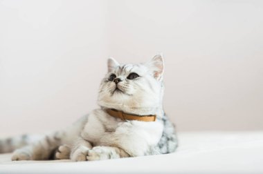 Beautiful cat lying on the couch.Scottish kitten.
