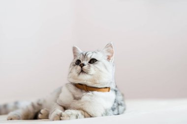 Beautiful cat lying on the couch.Scottish kitten.