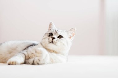 Beautiful pussy of the Scottish breed.Beautiful cat playing with a ball.