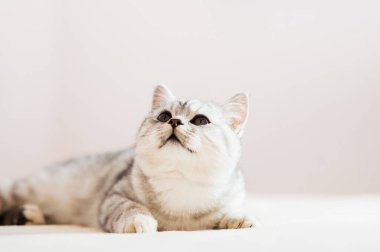 Top oynayan kedi. İskoç gümüşü. Kediyle oynayan kız..