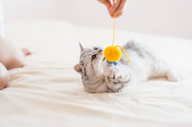 Top oynayan kedi. İskoç gümüşü. Kediyle oynayan kız..