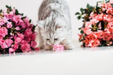 Çiçekler arasında komik gri kedi.