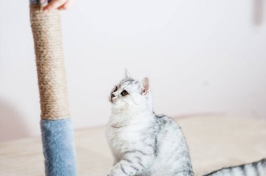 Komik gri kedi. İskoç kedi cinsi