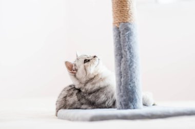 İskoç ırkının güzel gri kedisi. Komik, zeki kedi. Top oynayan kedi.. 