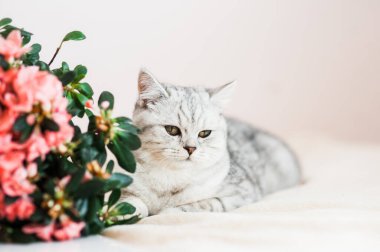 Komik gri kedi çiçeklerle oynuyor.