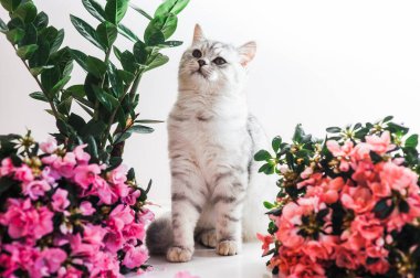 Komik gri kedi çiçeklerle oynuyor.