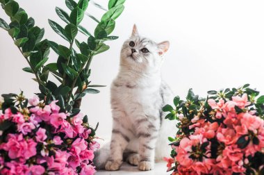 Komik gri kedi çiçeklerle oynuyor.