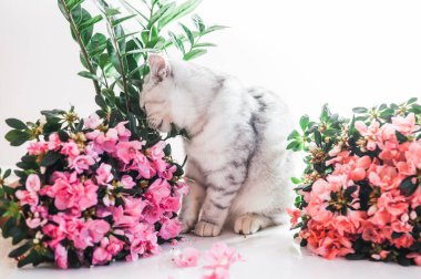 Funny kitten playing with flowers.Beautiful pussy of the Scottish breed.