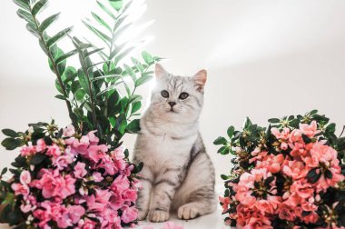 Funny kitten playing with flowers.Beautiful pussy of the Scottish breed.