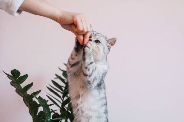 Funny kitten playing with flowers.Beautiful pussy of the Scottish breed.