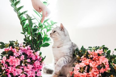 Funny kitten playing with flowers.Beautiful pussy of the Scottish breed.