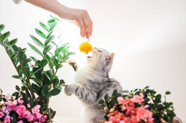 Funny kitten playing with flowers.Beautiful pussy of the Scottish breed.