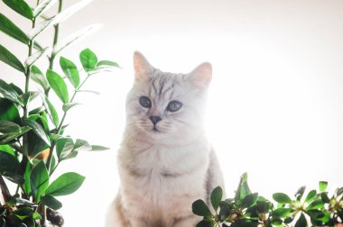 Funny kitten playing with flowers.Beautiful pussy of the Scottish breed.