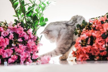 Funny kitten playing with flowers.Beautiful pussy of the Scottish breed.