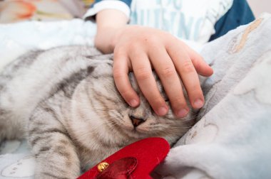 Bir kızın elinde İskoç kedisi. Komik gri kedi..