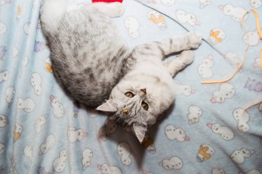 İskoç cinsinin gri, güzel kedisi. Komik, parlak kedicik..