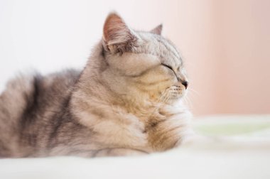 Komik gri İskoç kedisi