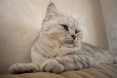 Adamın elleri kanepede gri bir kediyi okşuyor. Bir adam bir kediyle oynuyor. Ellerin yakın çekimi