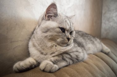 Adamın elleri kanepede gri bir kediyi okşuyor. Bir adam bir kediyle oynuyor. Ellerin yakın çekimi