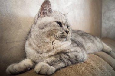 Adamın elleri kanepede gri bir kediyi okşuyor. Bir adam bir kediyle oynuyor. Ellerin yakın çekimi