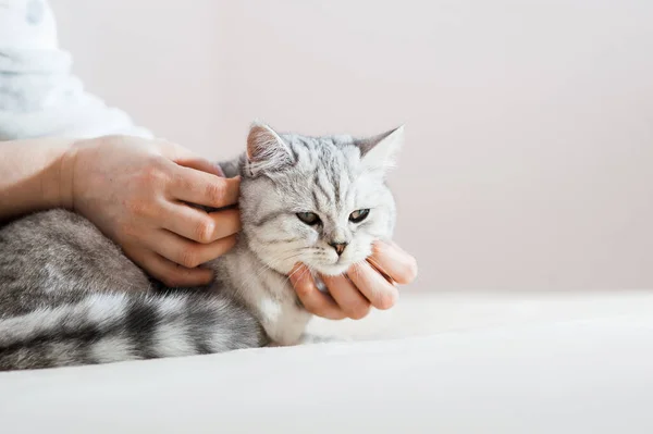 Gatito Escocés Las Manos Una Niña Gato Gris Divertido — Foto de Stock