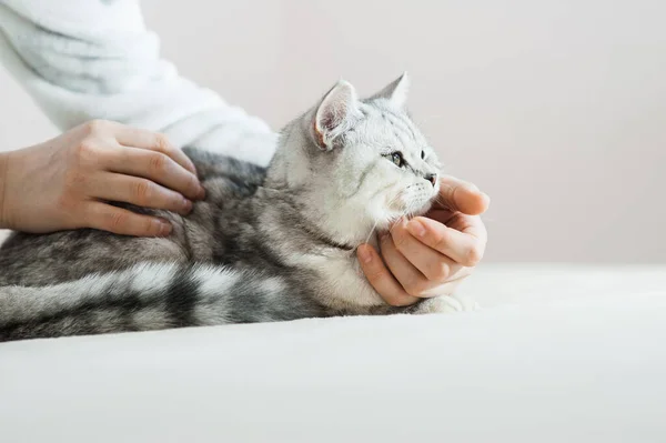 Gatito Escocés Las Manos Una Niña Gato Gris Divertido — Foto de Stock