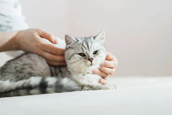 Scottish Kitten Hands Girl Funny Gray Cat — Stock Photo, Image