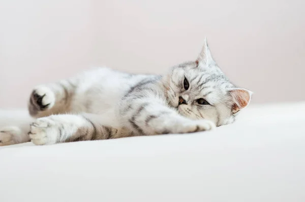 Beautiful Cat Lying Couch Scottish Kitten — 图库照片