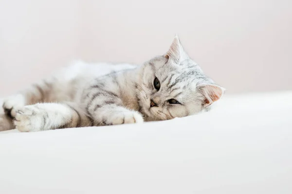 Beautiful Cat Lying Couch Scottish Kitten — 图库照片