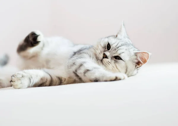 Beautiful Cat Lying Couch Scottish Kitten — Stok fotoğraf