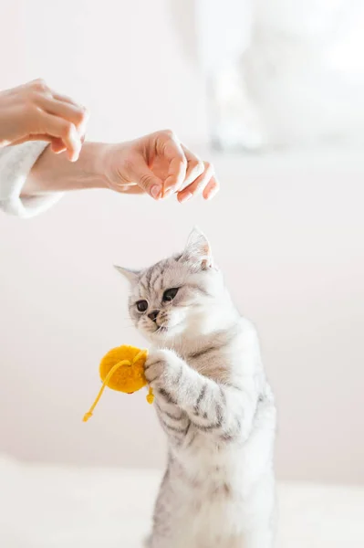 Macska Labdázik Skót Ezüst Fajta Lány Macskával Játszik — Stock Fotó